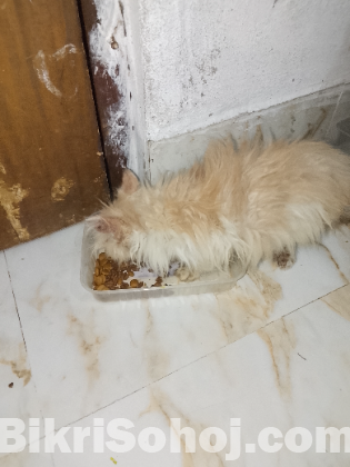 Parsiyan female kitten